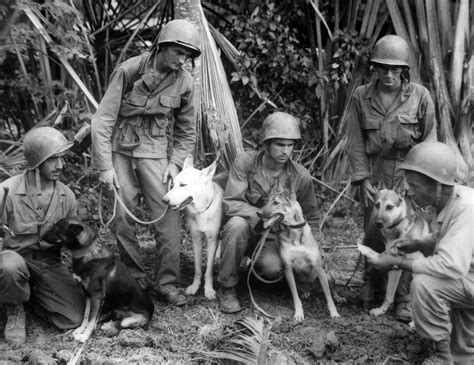 The Dogs of War: The U.S. Army s Use of Canines in WWII ...