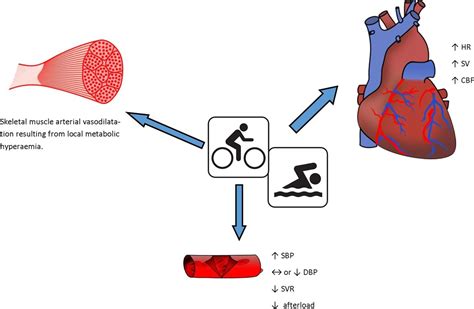 The effects of cold and exercise on the cardiovascular ...