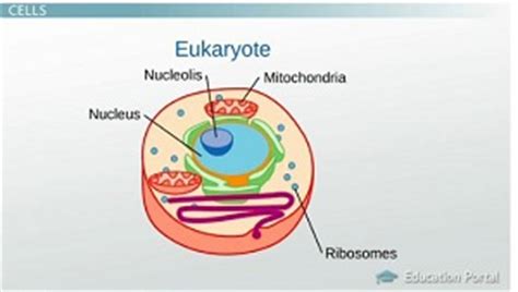 The Endosymbiosis Theory: Evolution of Cells   Video ...