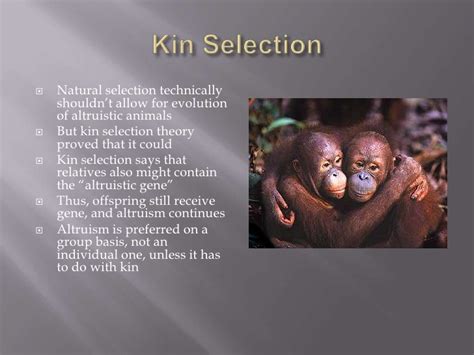 The evolution of kin selection