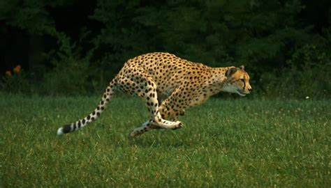 The fastest land animals   Our Planet