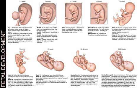 The First Trimester in Pregnancy: Week by Week Development ...