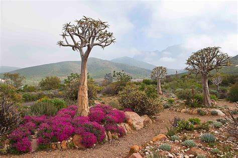 The Flora Of South Africa:The Western Cape, Namaqualand ...