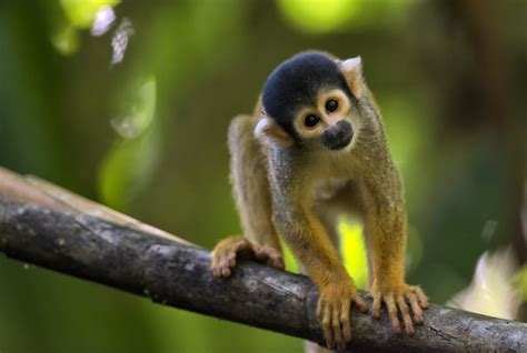The Free spirited One: Can Squirrel Monkeys Be Kept as Pets?