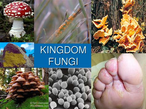 The Fungi from Yith? | Lovecraftian Science