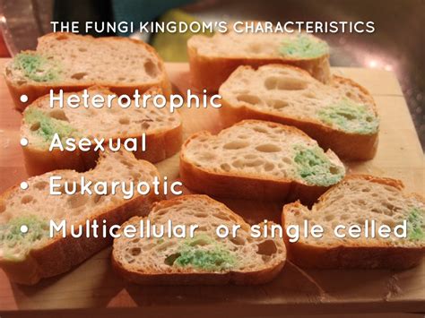 The Fungi Kingdom by