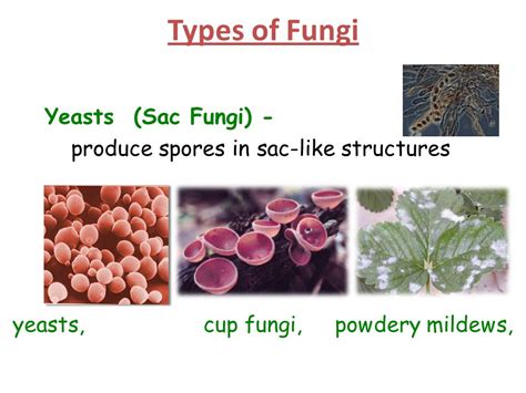The Fungi Kingdom.   ppt video online download