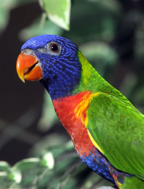 The gallery for   > Exotic Colorful Birds