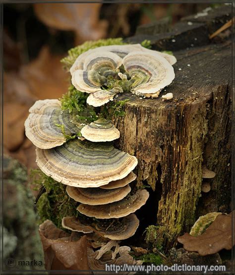 The gallery for   > Fungi Kingdom Pictures