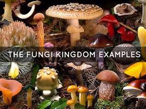 The gallery for   > Fungi Kingdom Pictures