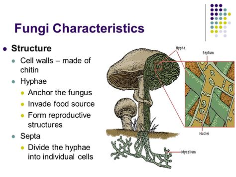 Structure Of Fungi - SEONegativo.com