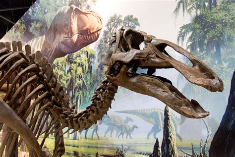 The gallery for   > Real Pictures Of Dinosaurs