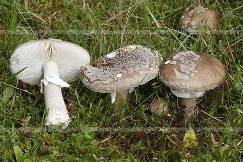 The gallery for   > Types Of Fungi