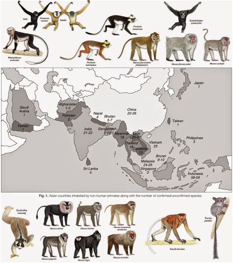 The gallery for   > Types Of Primates
