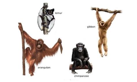 The gallery for   > Types Of Primates