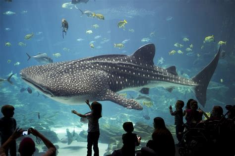 The Georgia Aquarium – World Tour