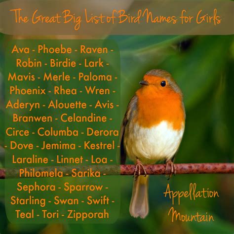 The Great Big List of Bird Names for Girls   Appellation ...