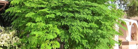 The Health benefits of Moringa: A Modern Miracle Tree
