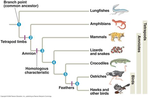 The History of the Study of Biodiversity and Species ...