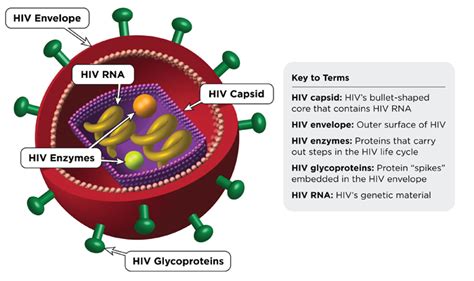 The HIV Life Cycle   TheBody.com