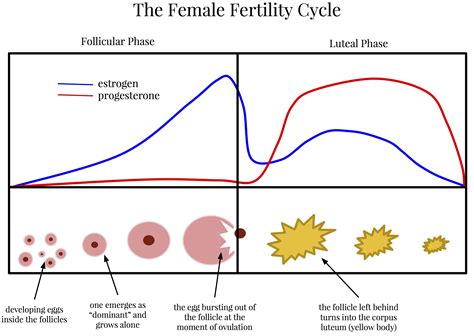 The Hormones of the Menstrual Cycle  and why they matter ...