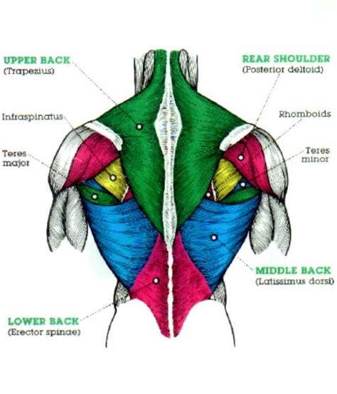 The Human Body: Weak Back   Muscle Imbalance