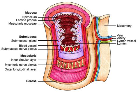 The Human Esophagus   Functions and Anatomy and Problems