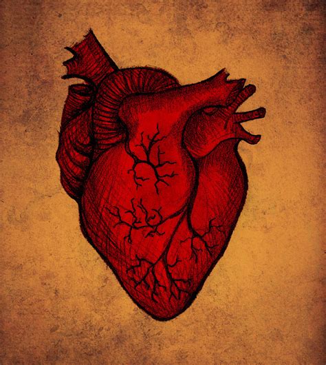 The human heart by SkarlettFury on DeviantArt
