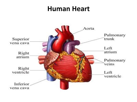 The Human Heart | CPR Certification Online First Aid ...