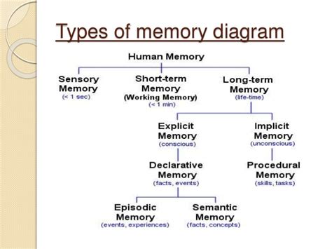 The human memory