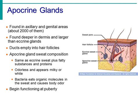 The Integumentary System   ppt video online download
