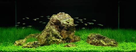 The Iwagumi Layout: An Introduction • Aquascaping Love