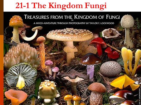 The Kingdom Fungi Chapter ppt video online download