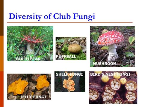 The Kingdom Fungi Chapter ppt video online download
