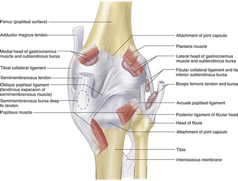 The Knee Clinical Gate Arcuate Ligament Knee   Anatomy