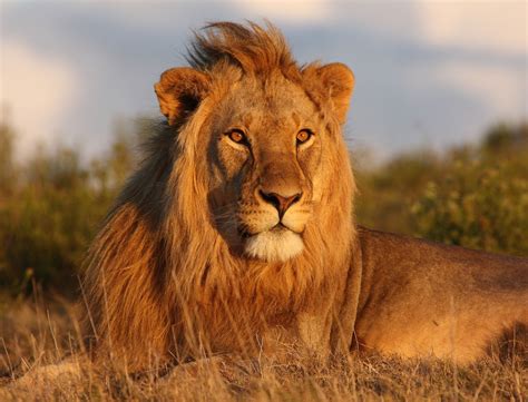 The Lion | Interesting Facts About King Of Jungle ...