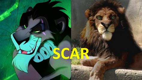 The Lion King Real Life All Characters   YouTube