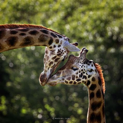 The Majestic Beauty Of Wild Animals Captured By Marina ...