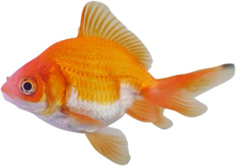 The meaning and symbolism of the word Fish
