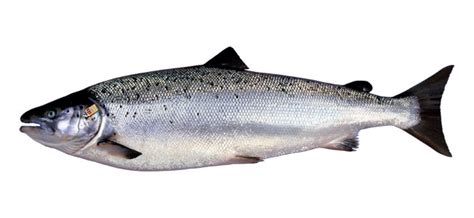 The meaning and symbolism of the word   Salmon