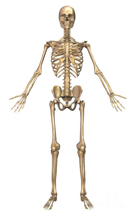 The muscular Skeletal system   Biology bibliographies ...