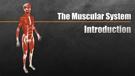 The Muscular System Explained In 6 Minutes   YouTube
