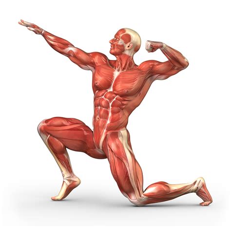 The Muscular System: How We Move Around   Interactive ...