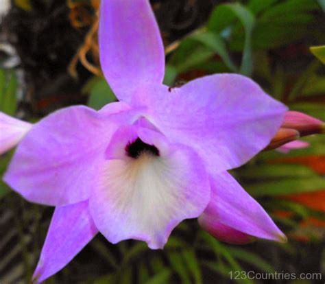 The National Flower Of Costa Rica Guaria Morada | Tattoo ...