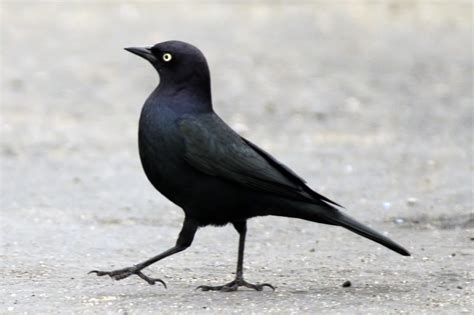 The Nature of Framingham: Those Cute Western Blackbirds