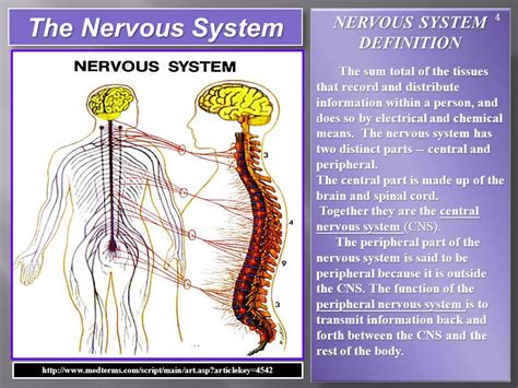The Nervous System of our Study Series The Sanctuary of ...