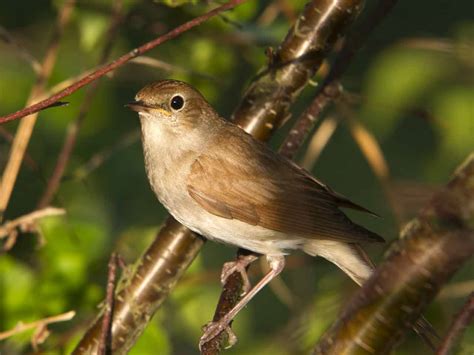 The nightingale: song, migration & habitat   Saga