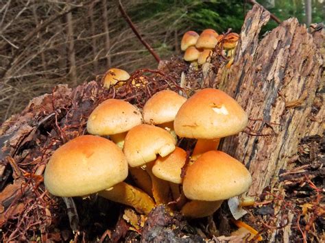The Northumberland Naturalist: Fungi