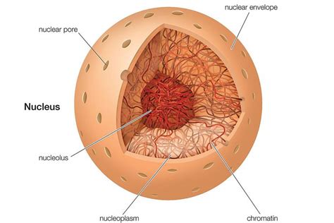 The Nucleus   Definition, Structure, and Function