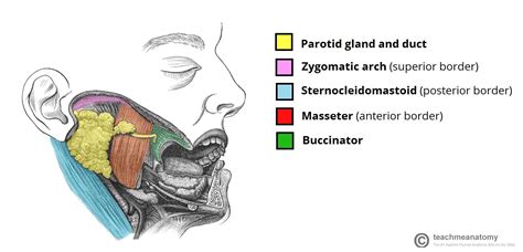 The Parotid Gland   Position   Vasculature   Innervation ...